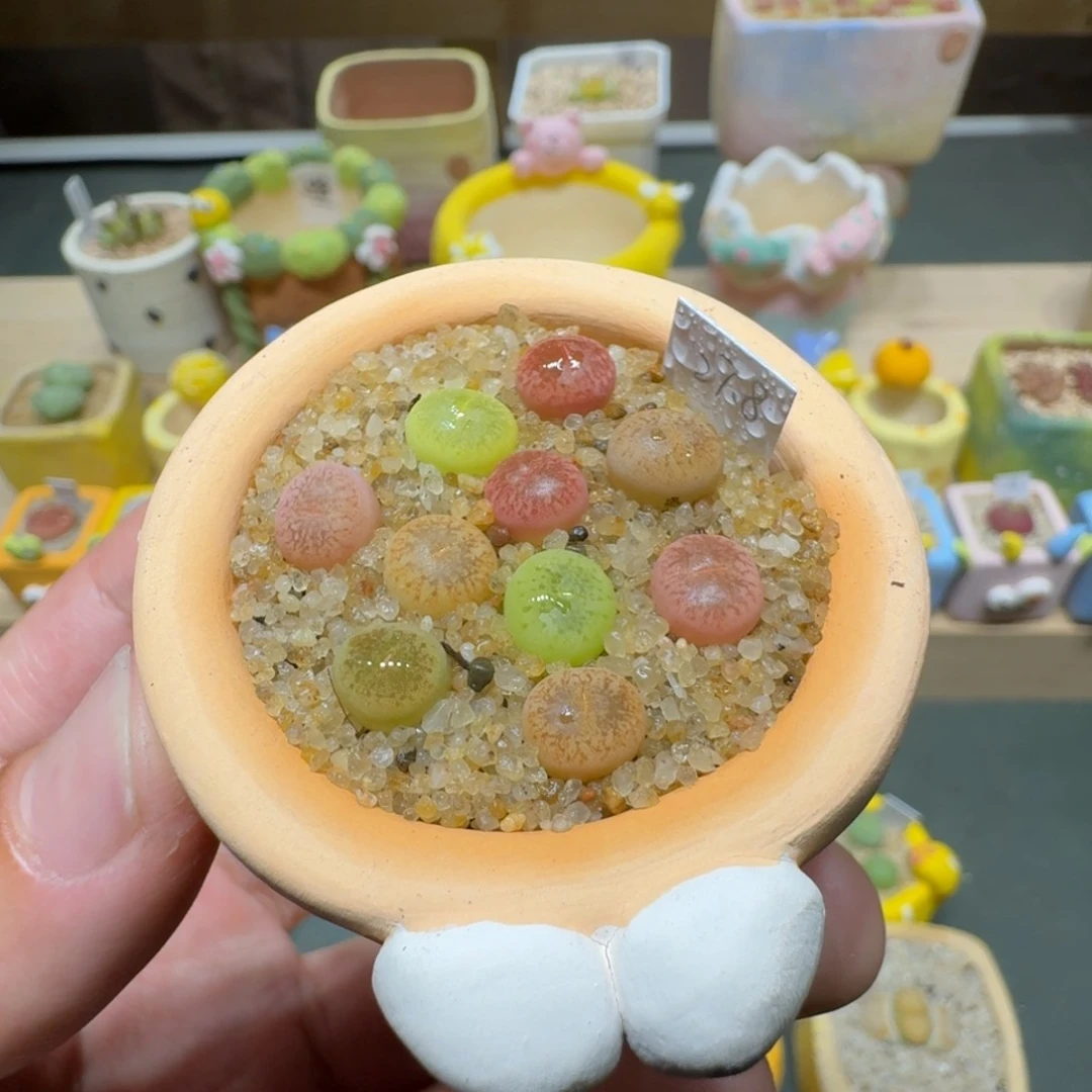 红陶动**肉蘑菇578彩虹