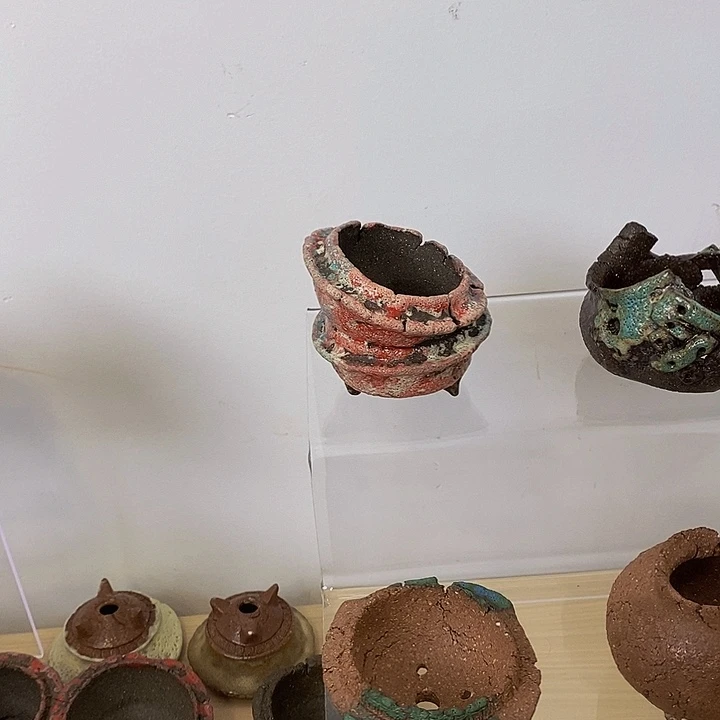 四***桩无花朵盆景445558888855555