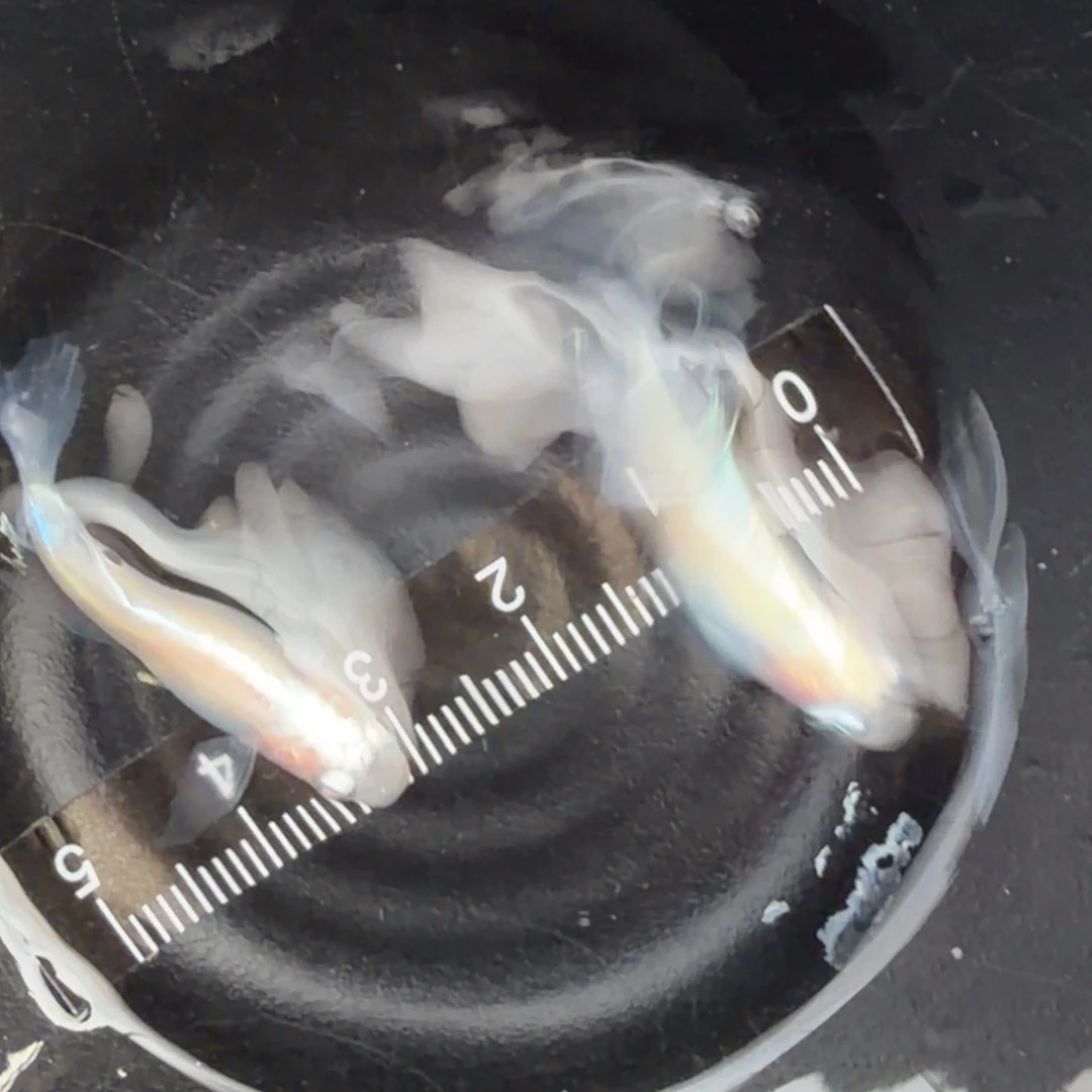 青鳉鱼观背青鳉59