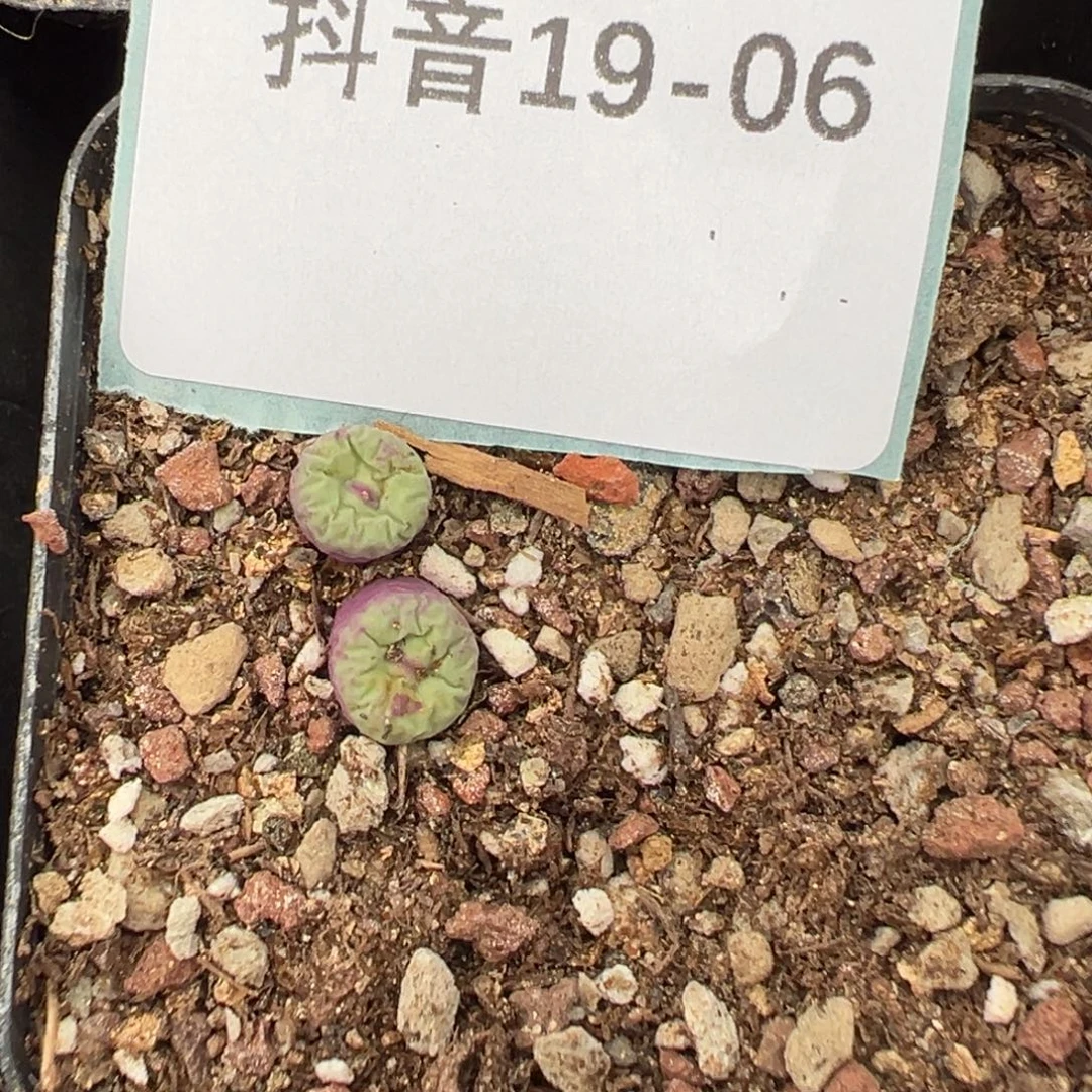19-06肉锥多肉植物，