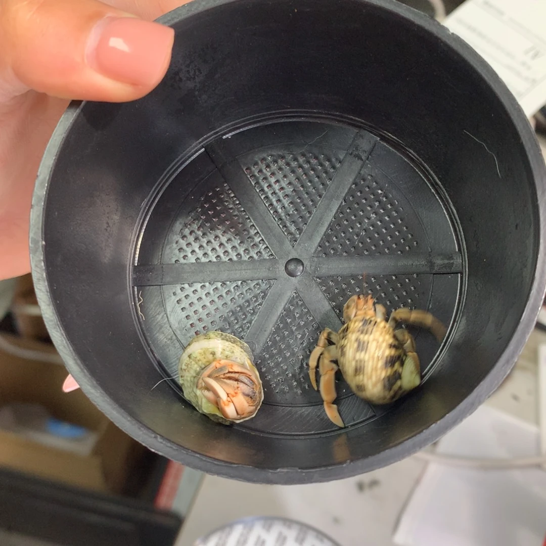 不***”2只寄居蟹出售、不退不换