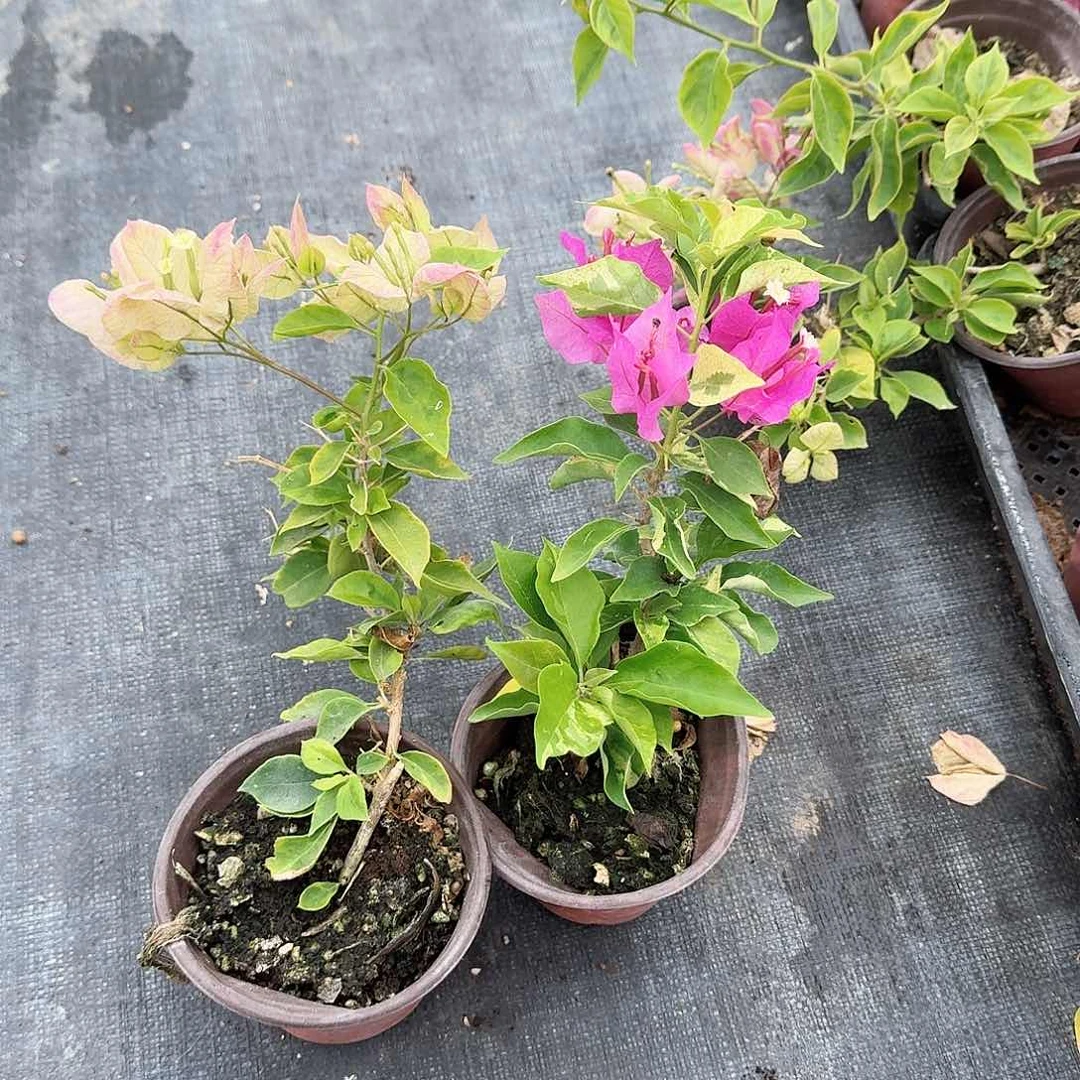 完全开放抹茶和驸马