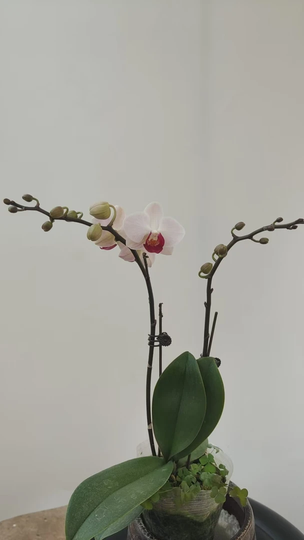 【老板卖花记】蝴蝶兰 第一名 3.0寸杯单花剑 根少福利款 介意勿拍