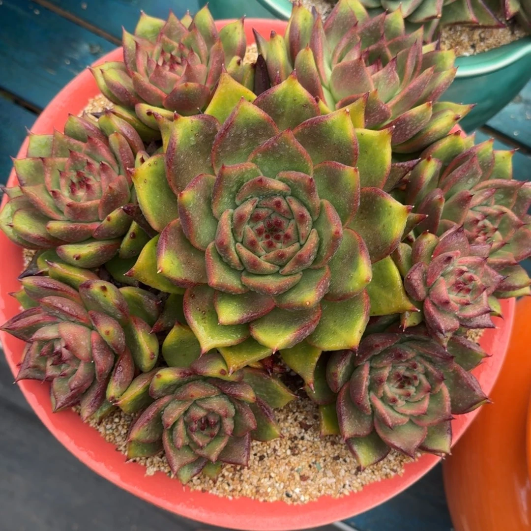 从前慢多肉精选编号1009.55555