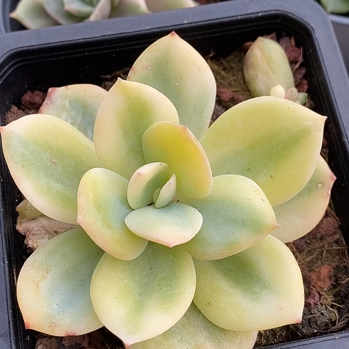 白凤锦复轮多肉植物