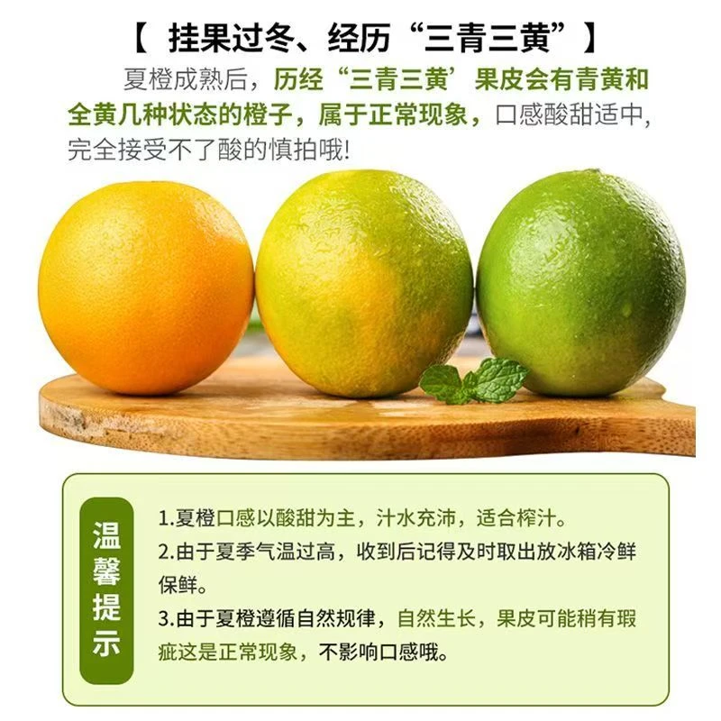 正宗湖北秭归夏橙酸甜爽口现摘鲜橙当季水果皮薄多汁当天现摘