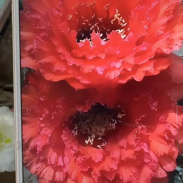 73号侧芽5公分左右毛花柱（20包邮）