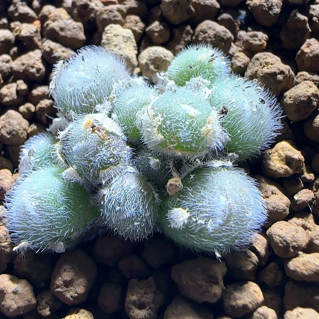 大型毛球11头。   633