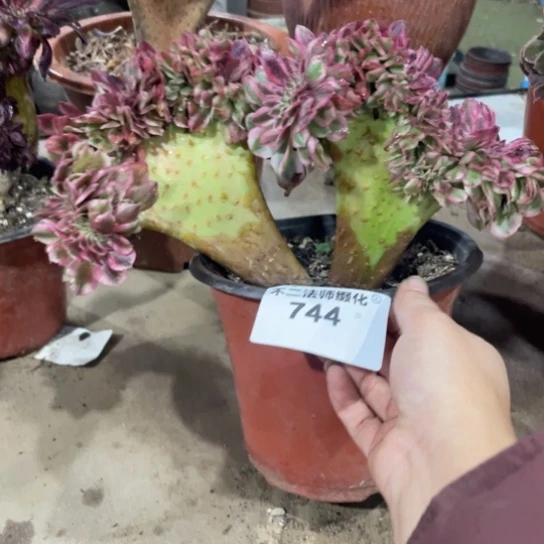 744，多肉法师倾城缀包邮