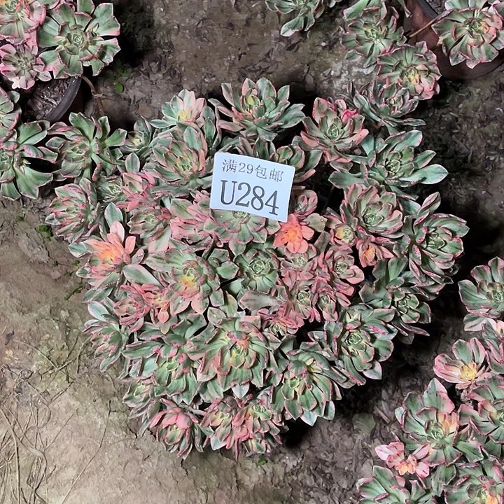 284甜茶多肉植物