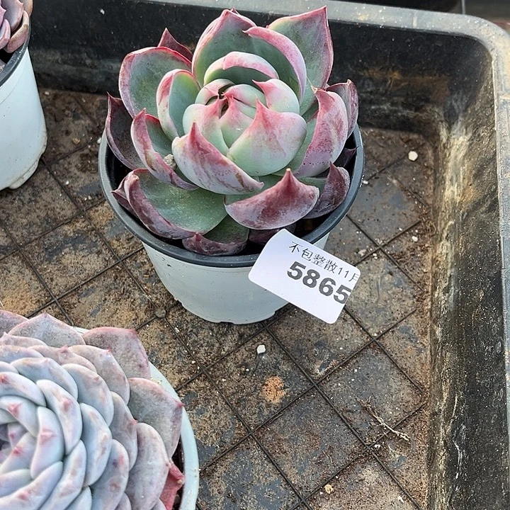 阿雅园艺。        5865惊鸿