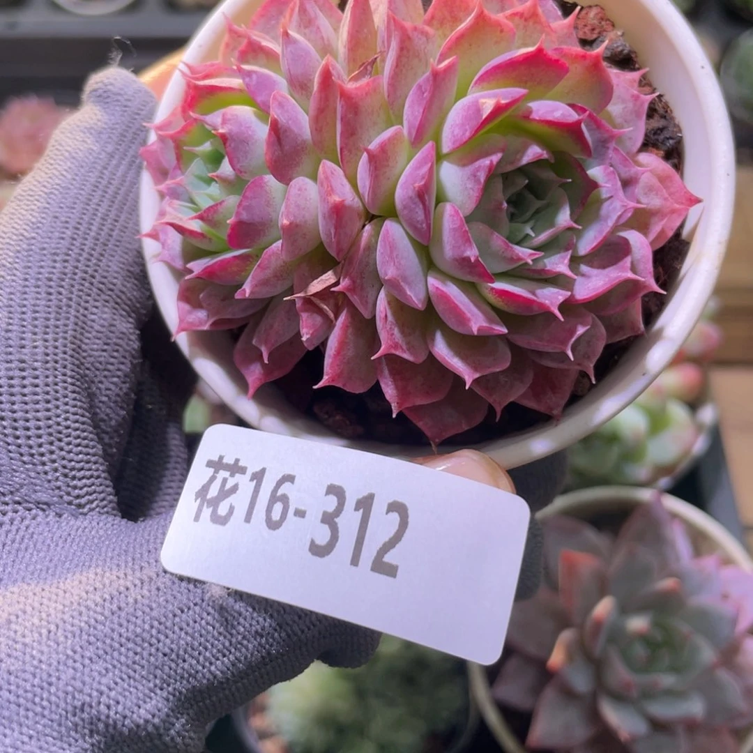 花利美16-312朱砂痣