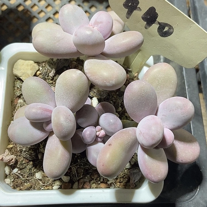 多肉去奶酪440duorq