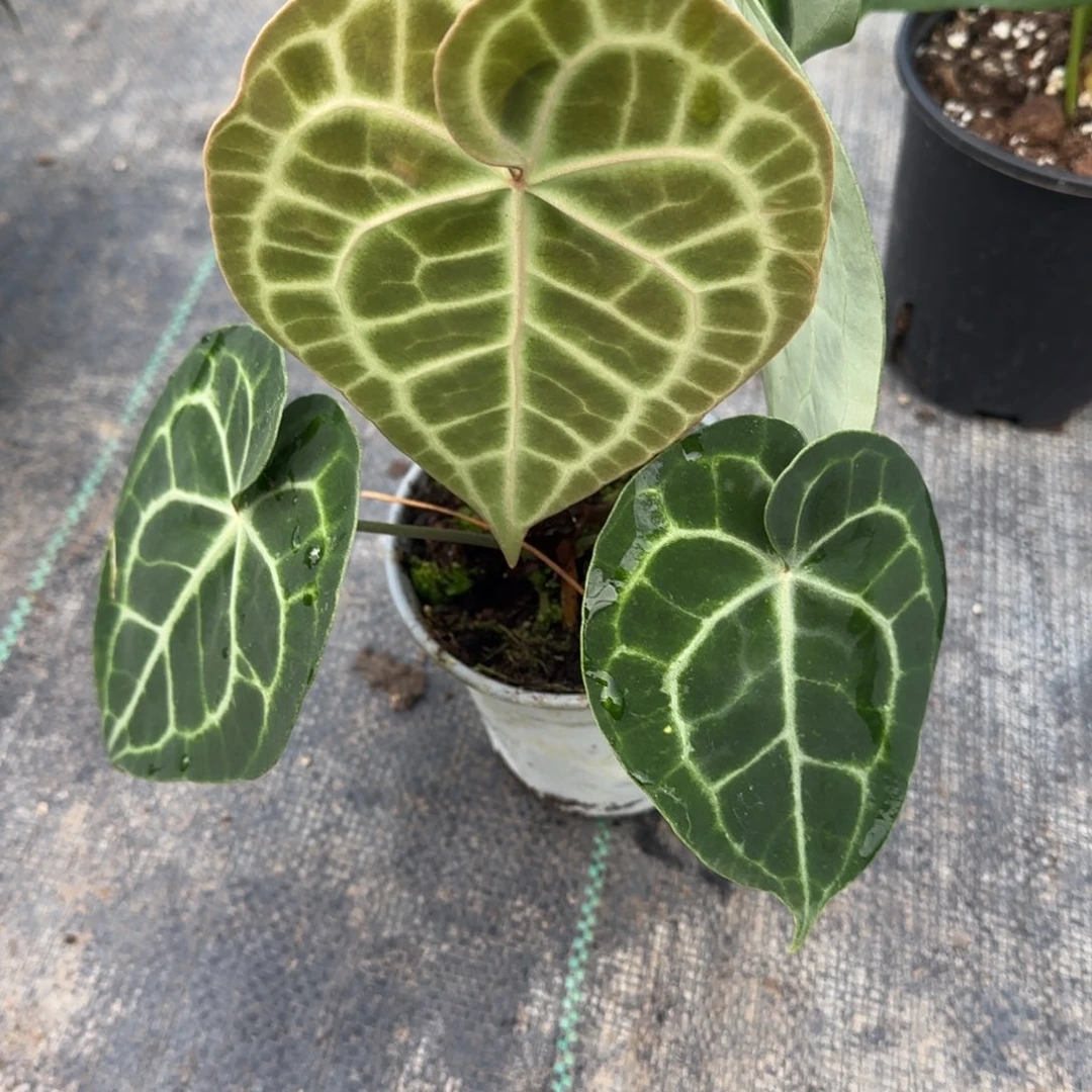 完全开放微瑕红心克莱恩