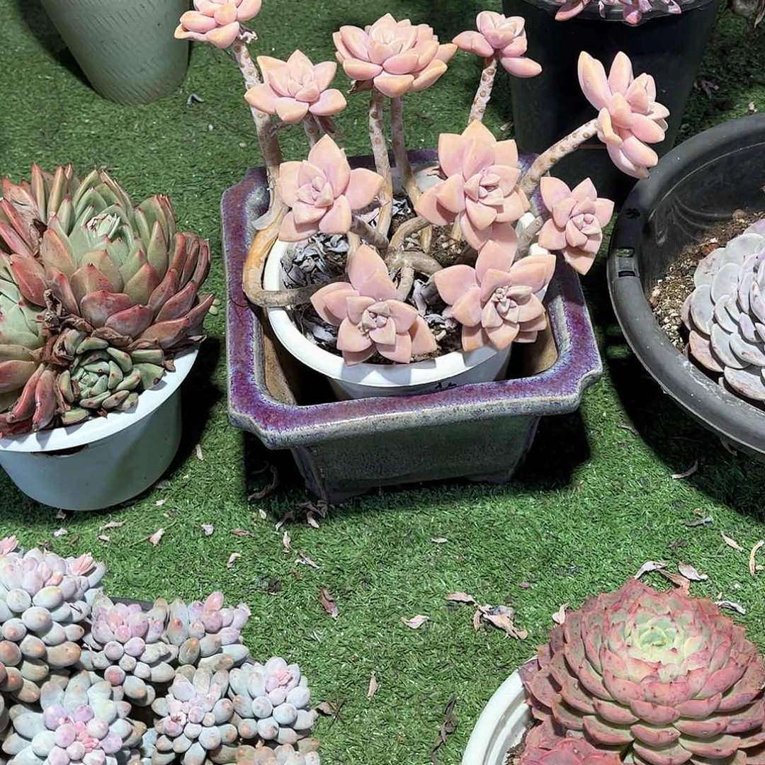 萍杏美人多肉植物69