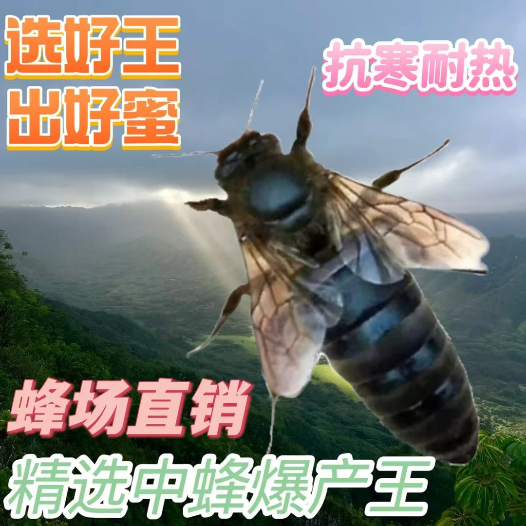 【已开产2个月产王】中蜂蜂王中蜂开产王产卵蜂王蜜蜂种王伏牛王