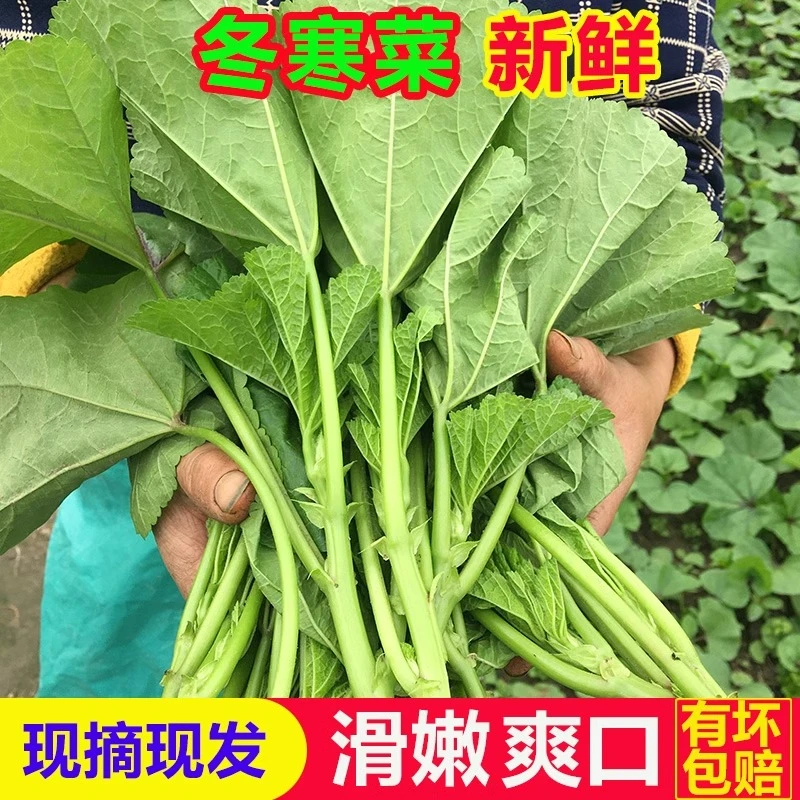 冬寒菜新鲜蔬菜马蹄菜苋菜绿色大叶菜东汉菜细滑鲜嫩农家自种荠菜