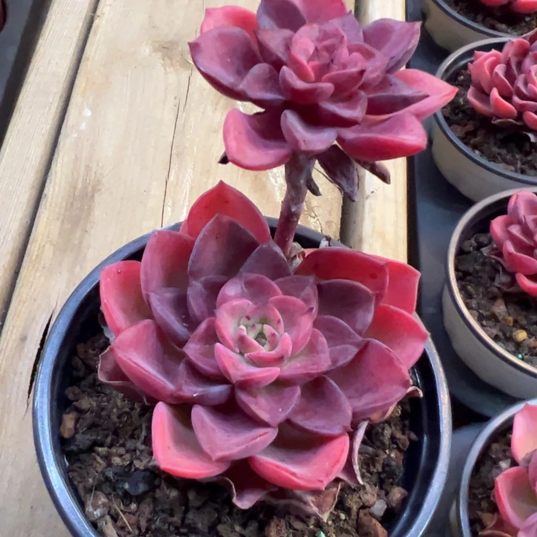 高贵，也红杏出墙了