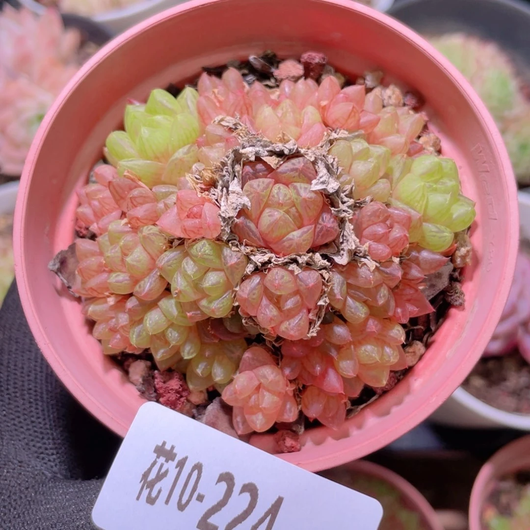 花利美10-224草玉露