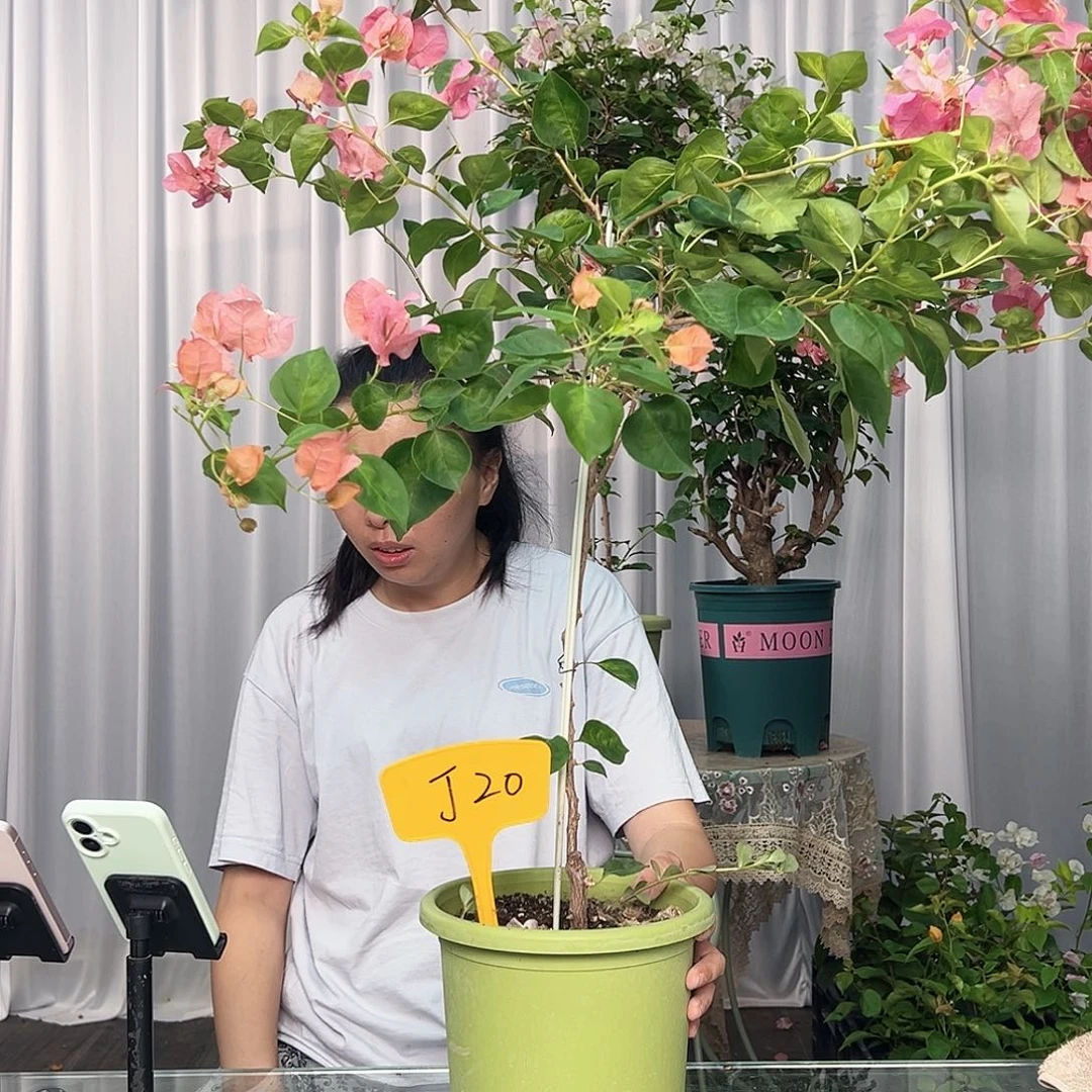 用***6大部分开放少量花苞J20暗夕