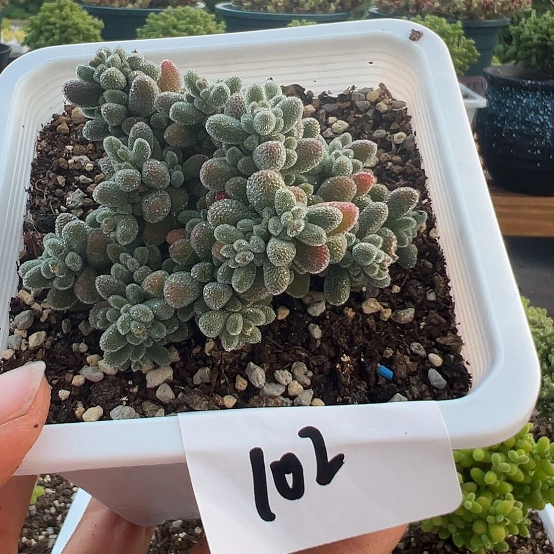 哆****作102号粉冰晶5.10多肉