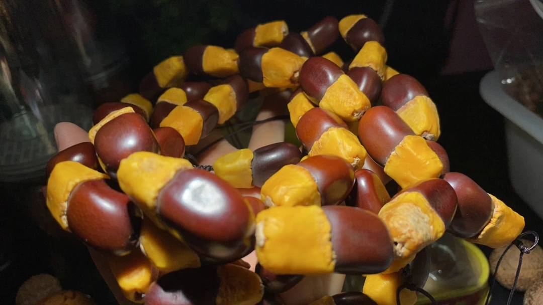 伽蓝籽菩提手持菩提