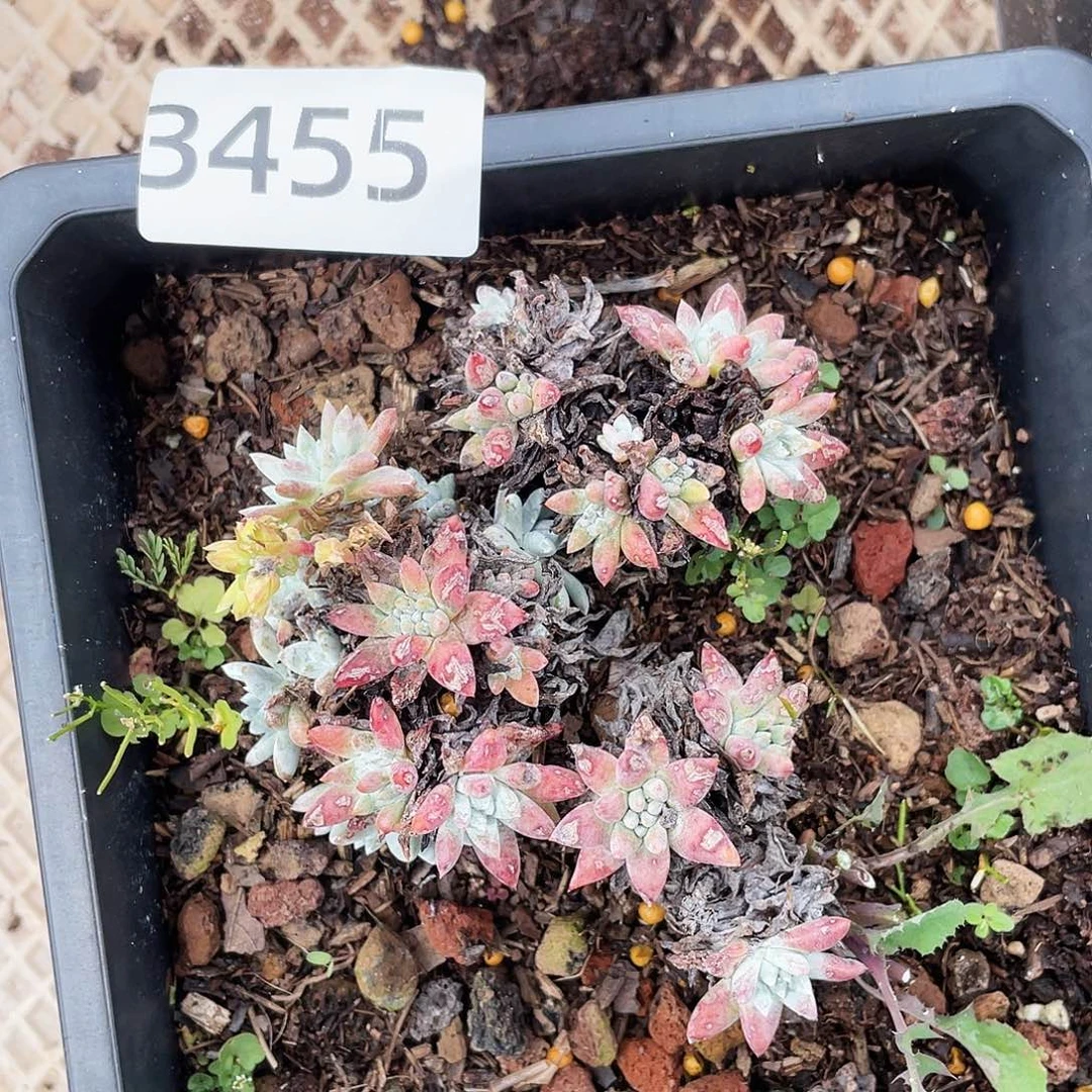 各诺马老桩多头3455