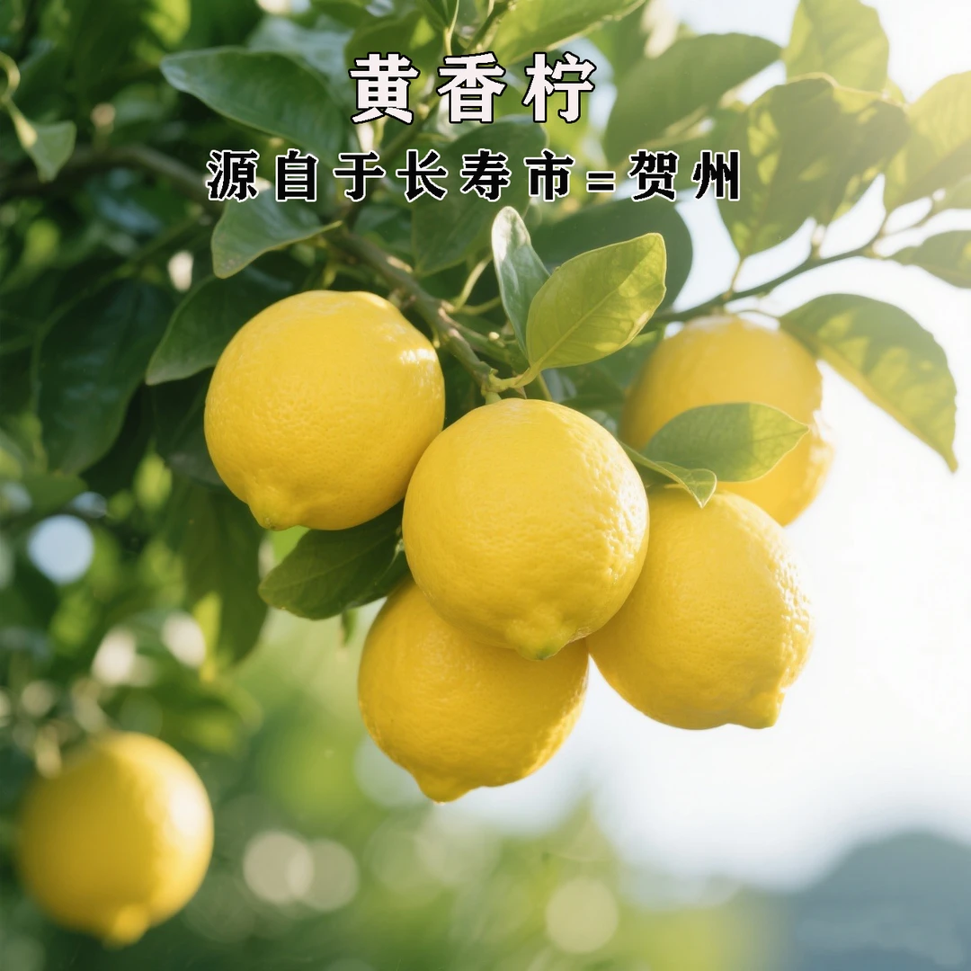 贺香柠广西贺州正宗黄香柠树熟本地黄柠檬无籽香水柠檬产地直发