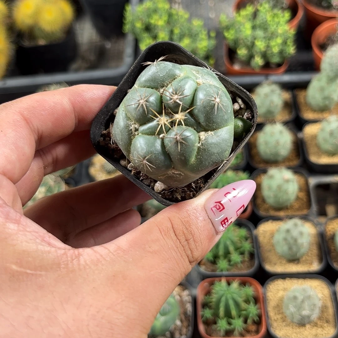 巨象杂交实生单头发货有根