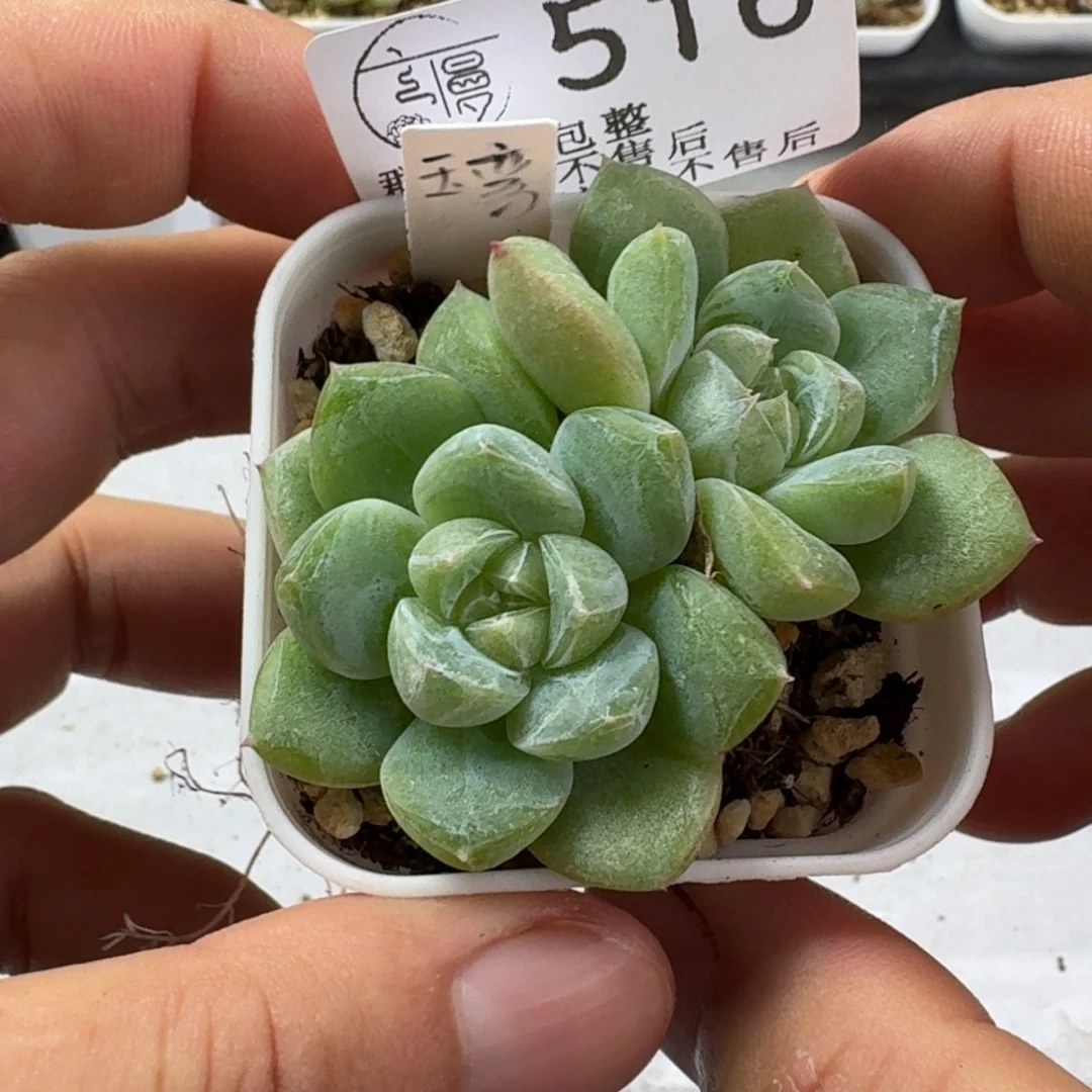 如图516优选珍妮玉鸾1棵