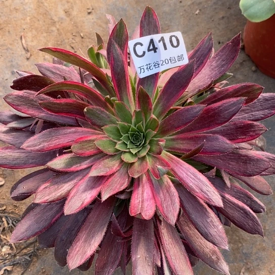 410惊鸿仙子多肉植物