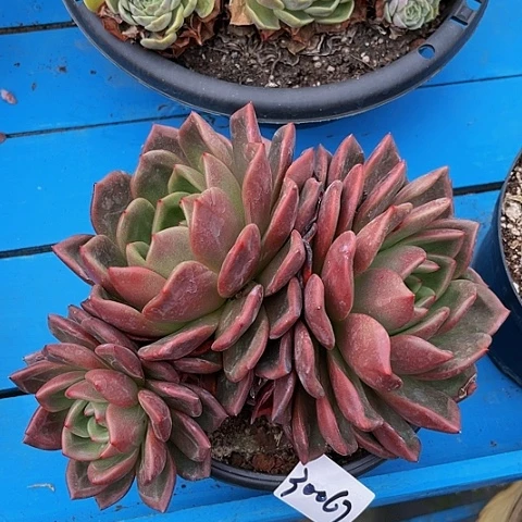 一****?红酒香槟30067