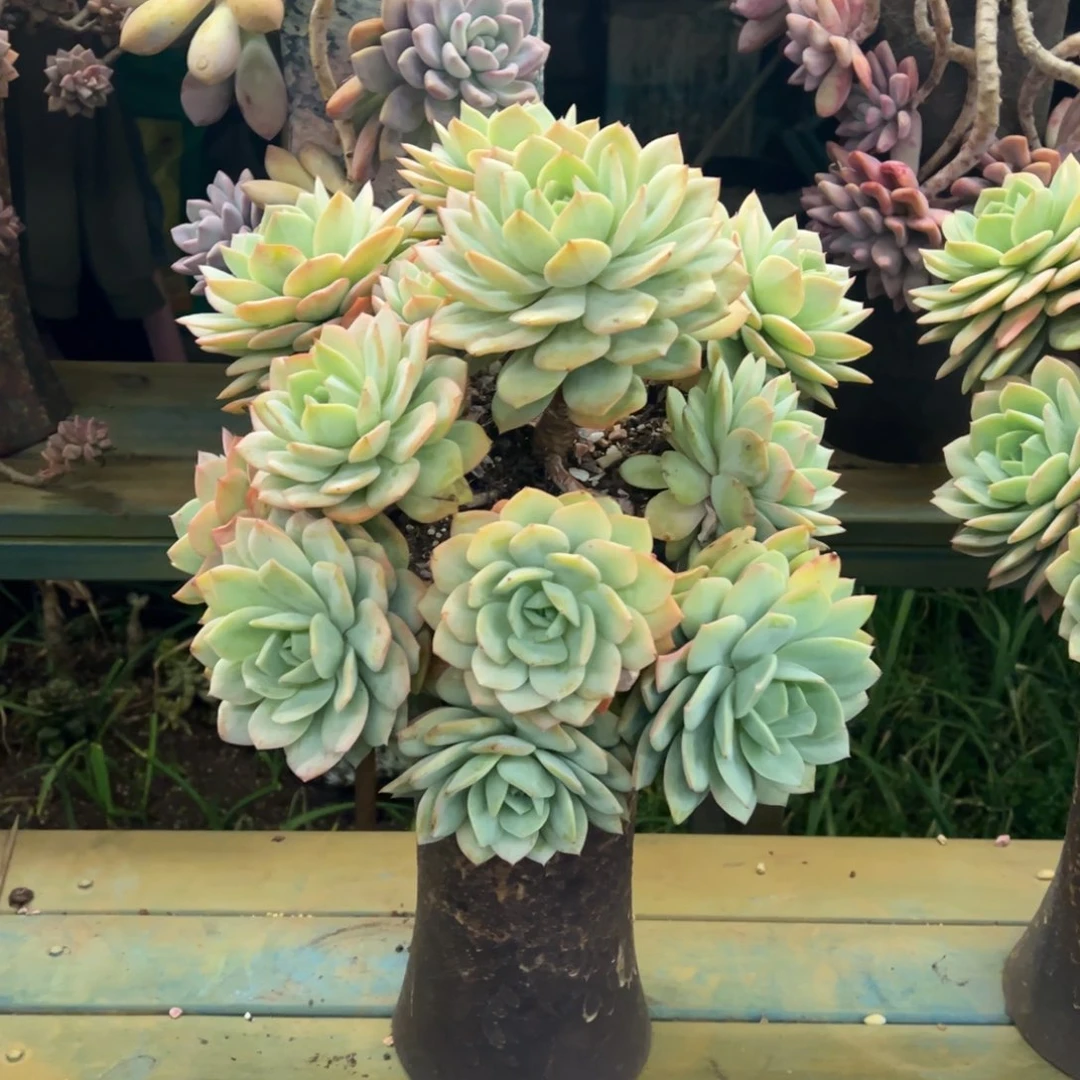 整装无砍老庄恋曲