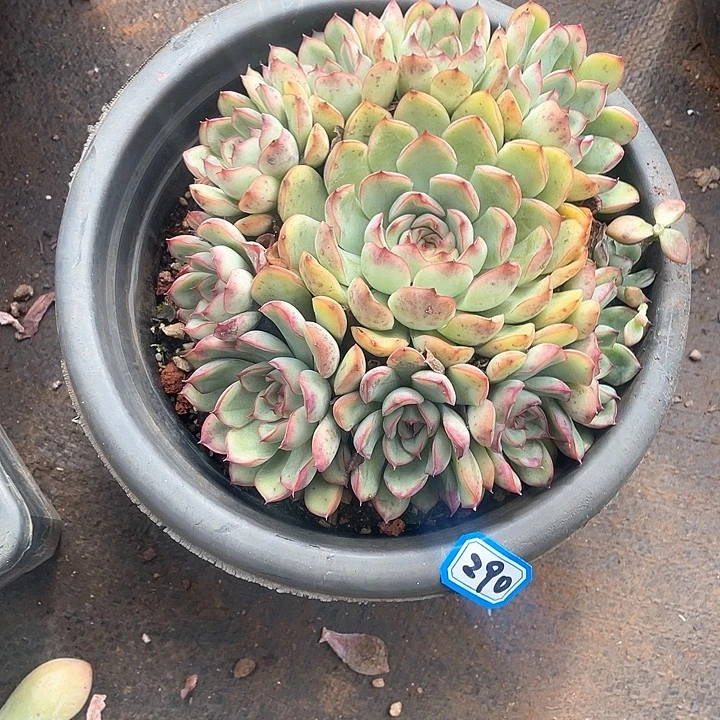 290荷花一物一拍多肉
