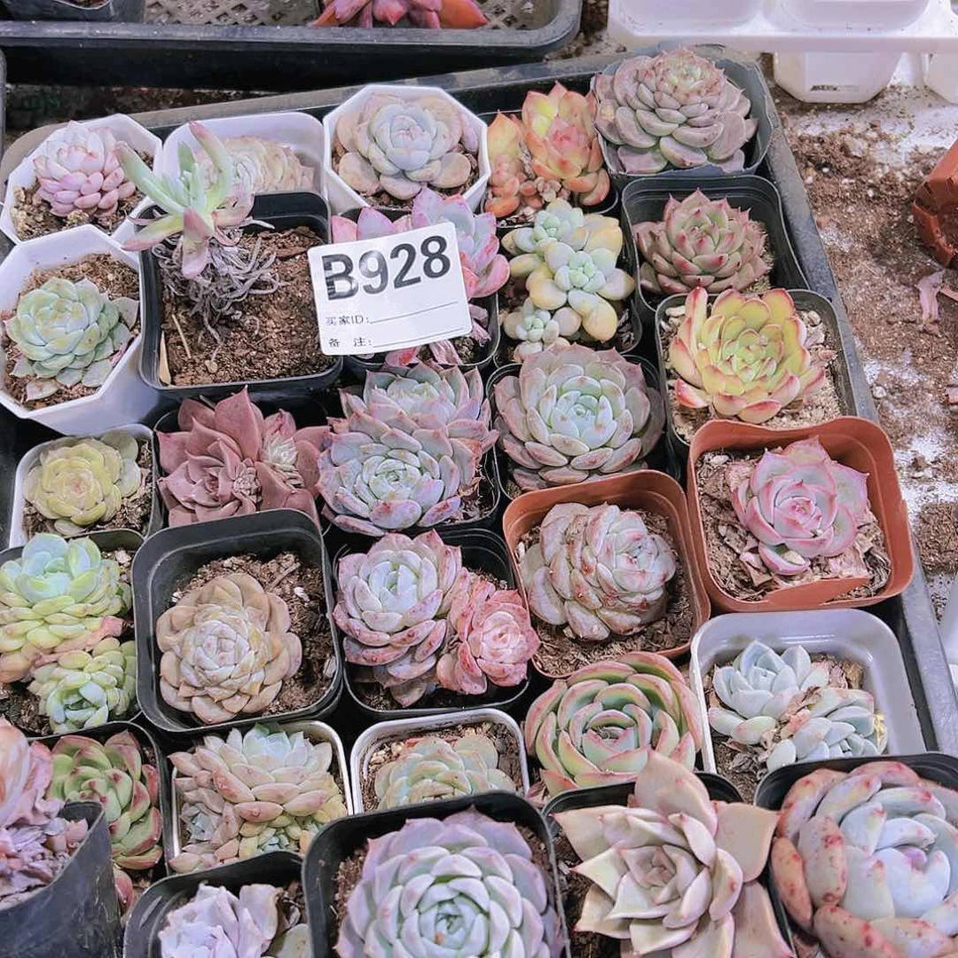 无售后瑕疵多肉脱土928