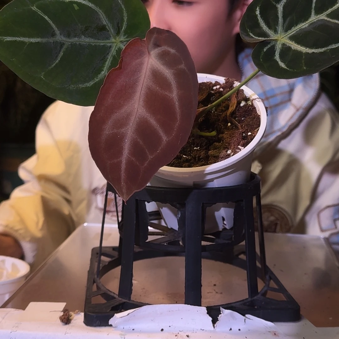 不开花植物W85个体水晶