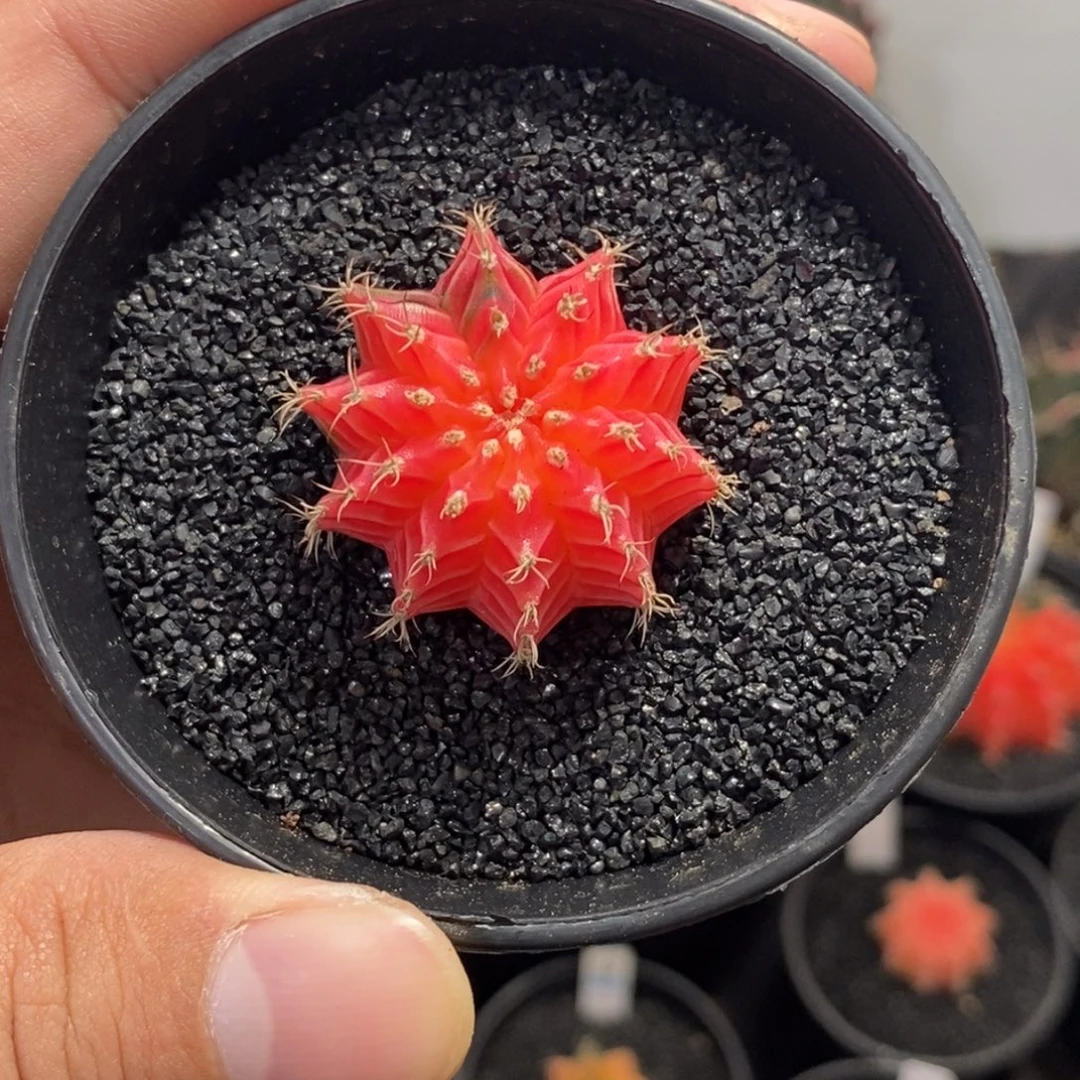 精品米哈—脱土发货42