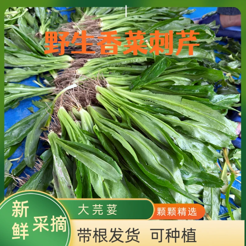 广西野生香菜刺芹 大芫荽 新鲜现摘 带根发货 可种植
