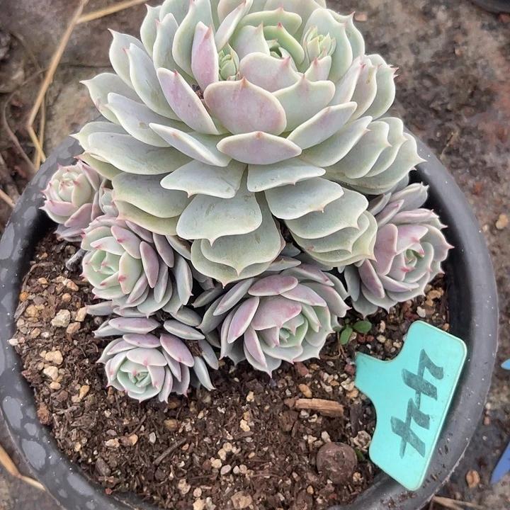 两单包邮，散，不售后41露娜莲