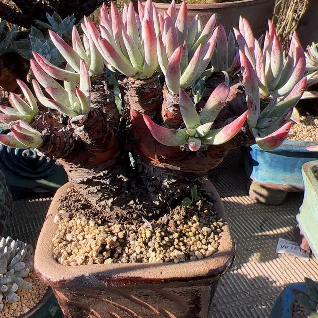 1712海瑟仙女杯多肉