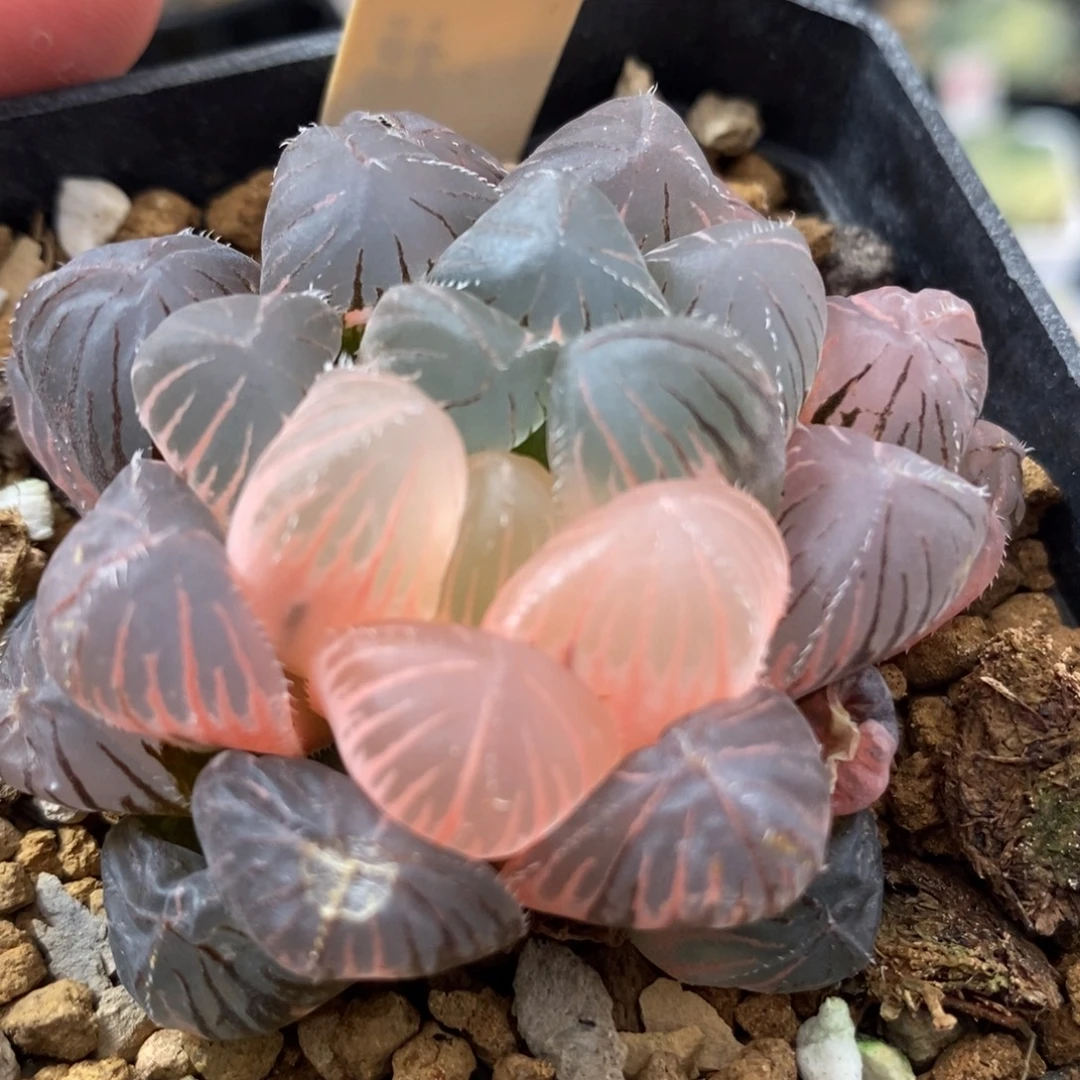 210紫镜玉露锦一物一拍
