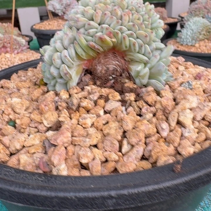 星影树缀无砍多肉