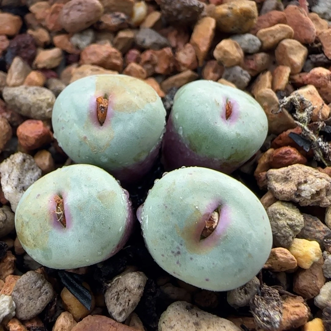 12-27-5-3当天满38包邮清货香肠嘴1cm脱土