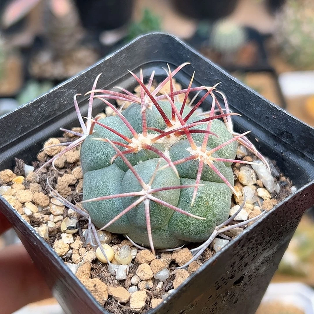 强刺绯冠龙实生球一颗