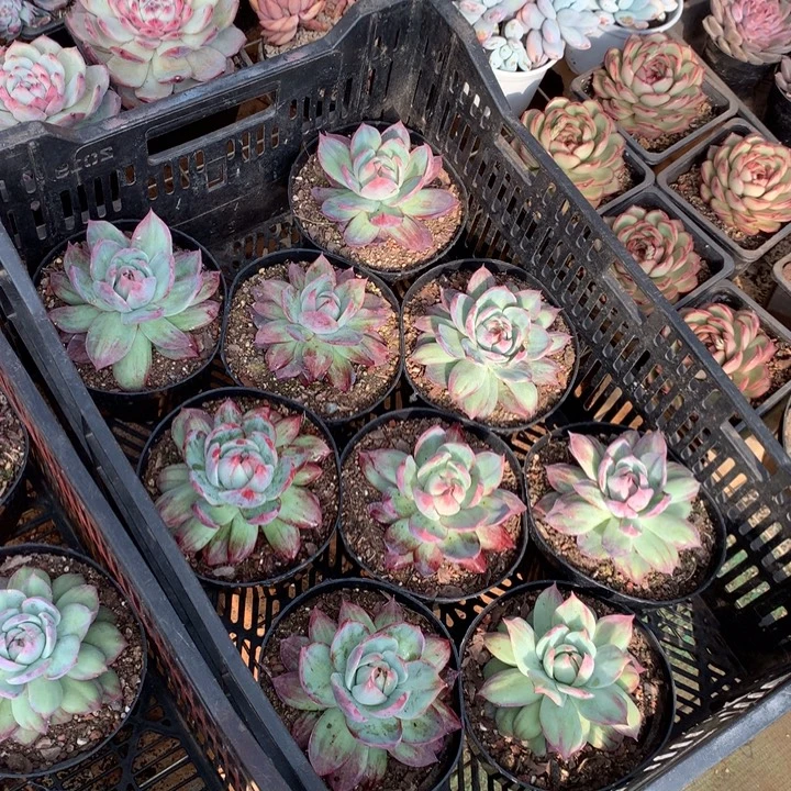 外翻拉丝惊鸿仙子多肉植物