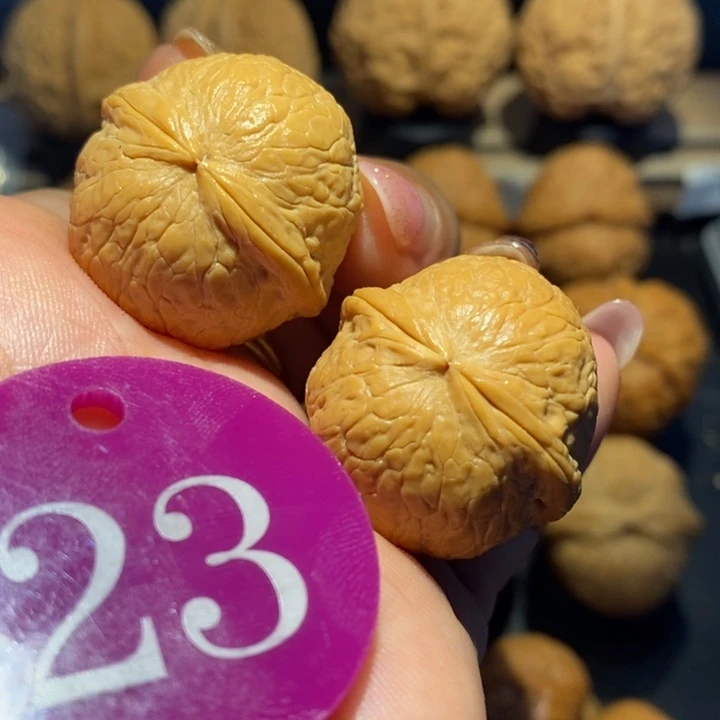 哪吒魔丸核桃尺寸29