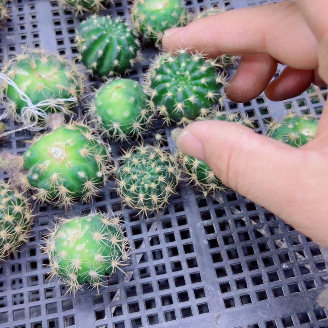 下24丽花103 歪无根侧芽2公分左右20包邮