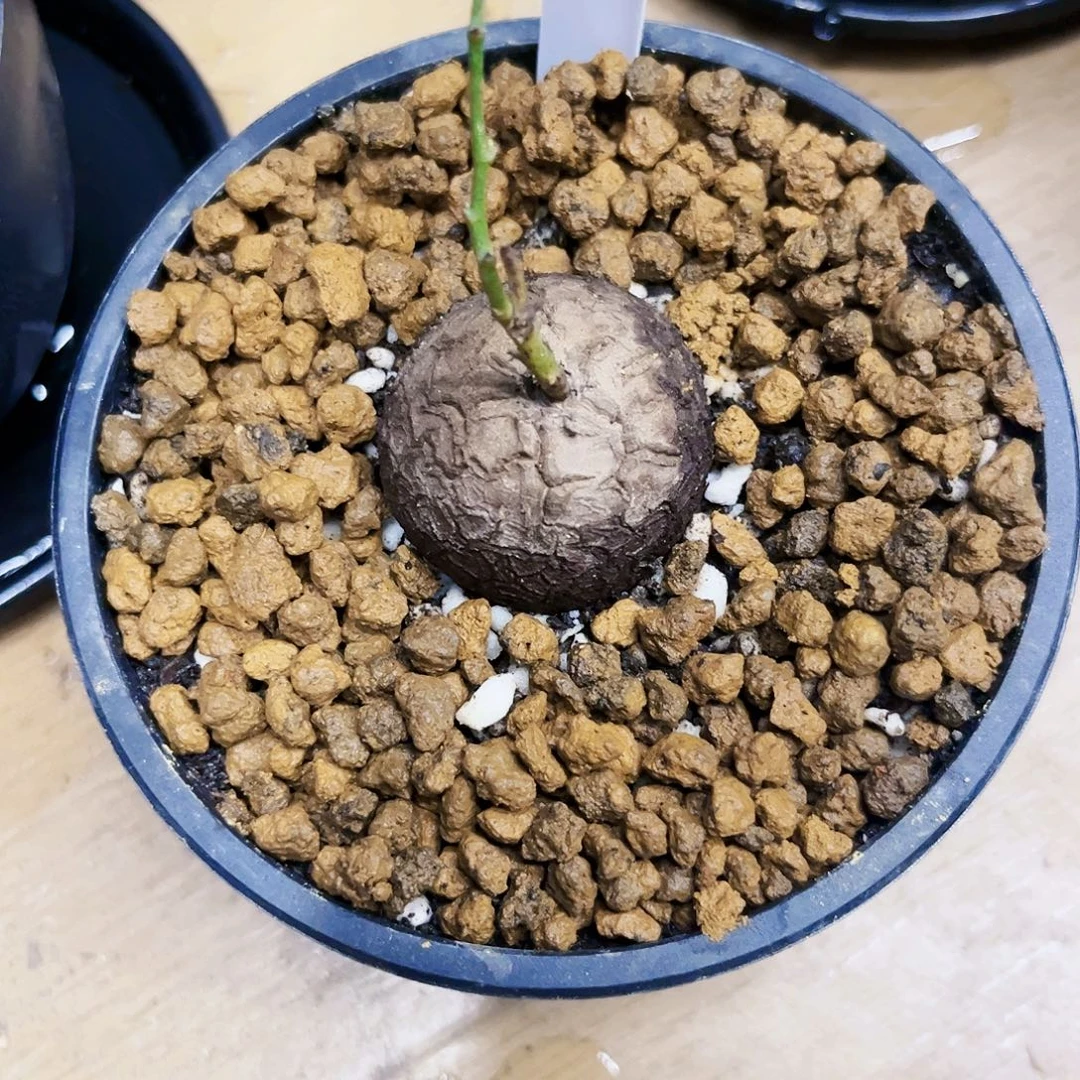 错***过688龟甲龙887888788