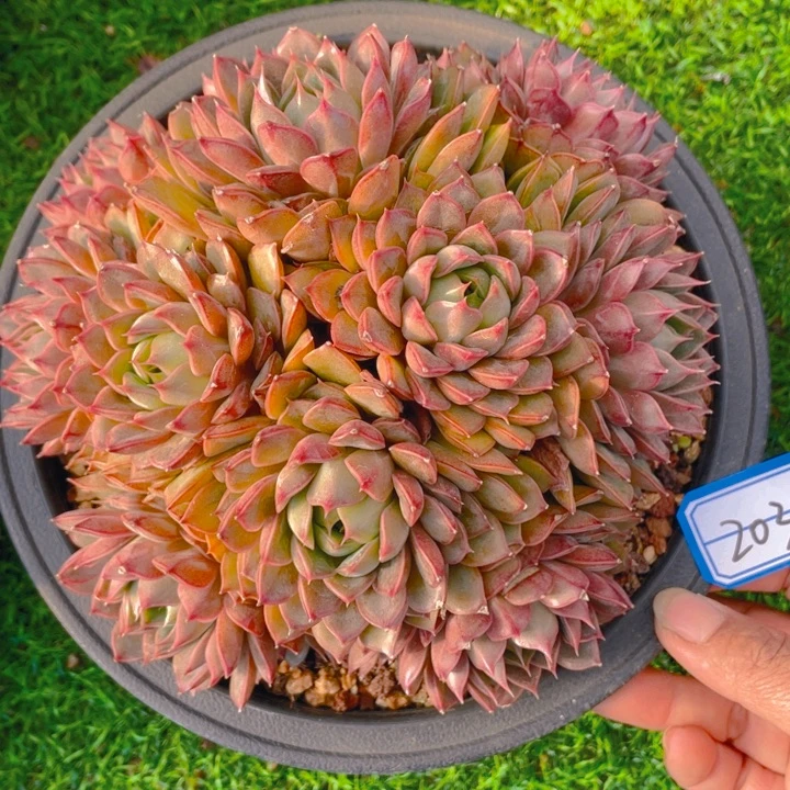 谢谢你的支持00000203