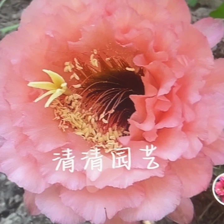 清清3-115侧牙仙人球